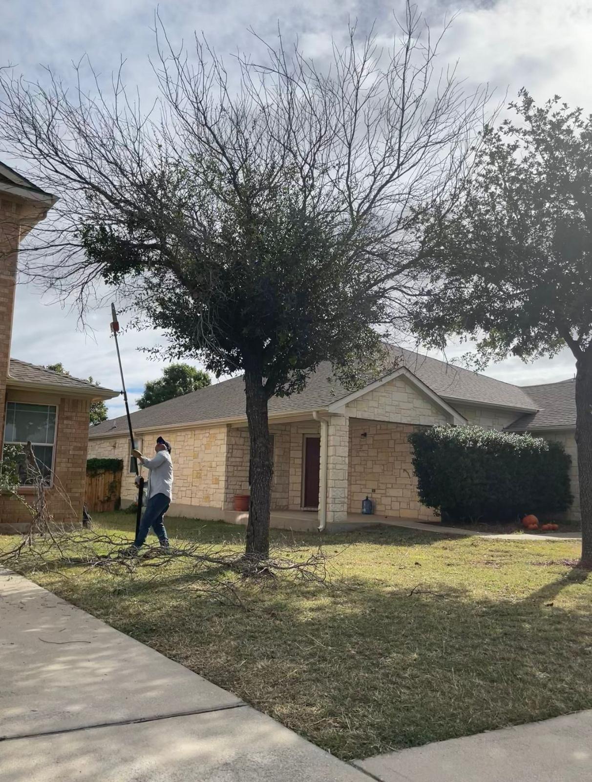 Hector Tree Services Image